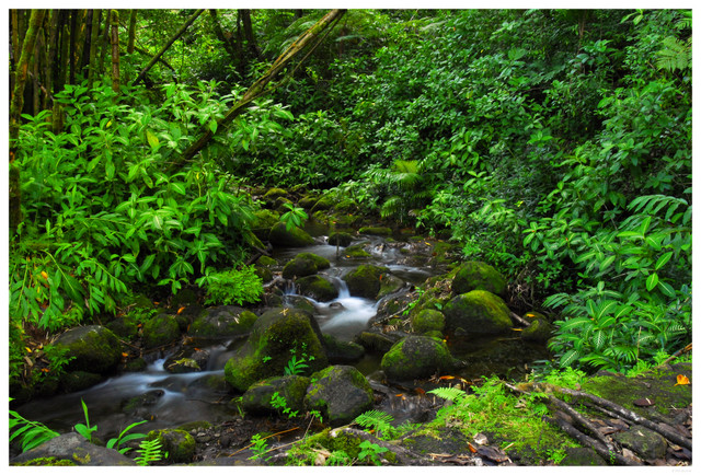 water in Waipi'o Valley
PC- DSC0038