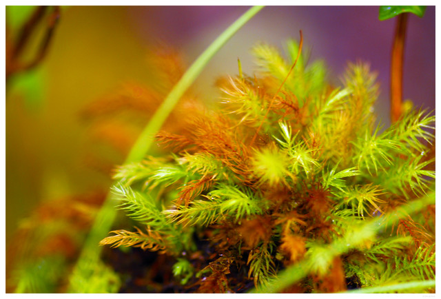 Another macro shot, Hawaii Volcanoes National Park
PC- DSC0117