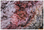 macro of lava, Hawaii Volcanoes National Park
PC- DSC0120