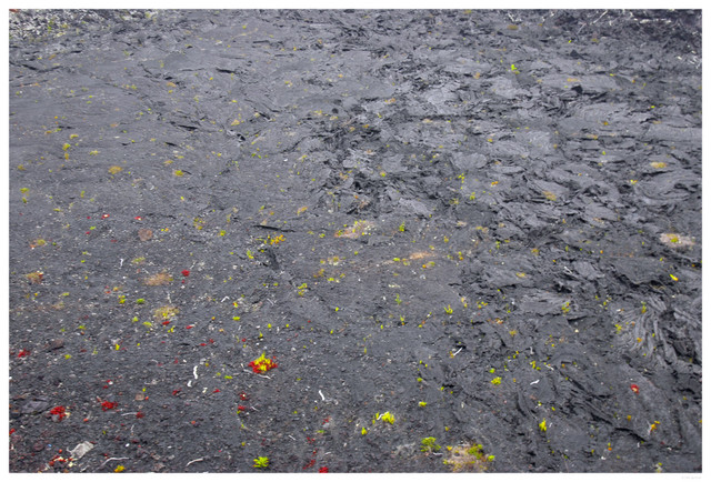 Kilauea Iki Crater
PC- DSC0132