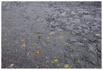 Kilauea Iki Crater
PC- DSC0132