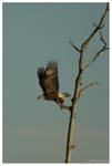 Highlight for Album: Blackwater National Wild Life Refuge