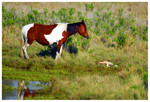 Chincoteage Pony and yearling
PC- DSC0003