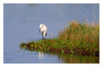 Snowy Egret
PC- DSC0007