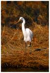 Highlight for Album: Chincoteague, VA
05/13-14/06
