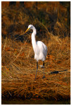 Great Egret
PC- DSC0010