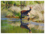 young deer
PC- DSC0013