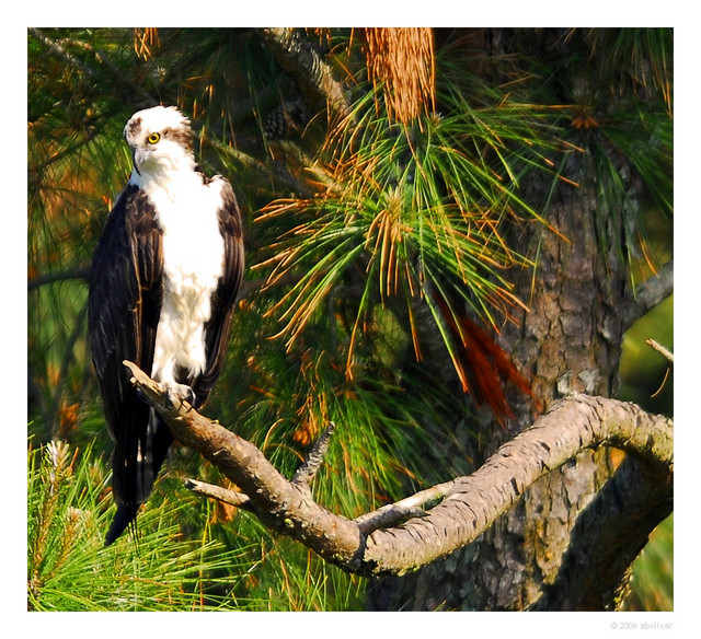 Osprey
PC- DSC0022