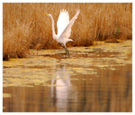 Great Egret taking off
PC- DSC0050