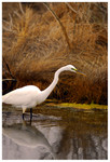Great Egret
PC- DSC0051