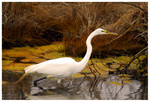 Great Egret looking for food
PC- DSC0054
