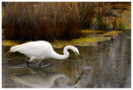 Snowy Egret feeding
PC- DSC0057