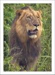 Highlight for Album: Male Lion encounter, Kruger National Park, Lower Sabie, Africa