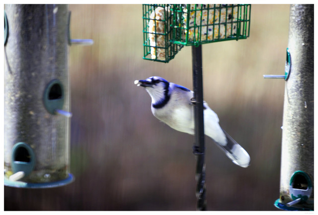 Blue Jay shot from inside the house
PC- DSC0031