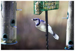 Blue Jay shot from inside the house
PC- DSC0031