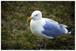 Seagull outside hotel in Bar Harbor, ME
PC- DSC0034