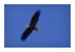 Bald Eagle Sand Beach, Acadia National Park
PC- DSC0054