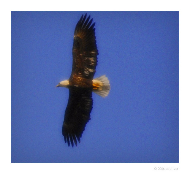 Bald Eagle Sand Beach, Acadia National Park
PC- DSC0057