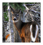 Deer Acadia National Park Thunder hole area
PC- DSC0063