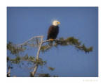 Highlight for Album: Cruise through San Juan Islands
04/22/06