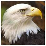 Highlight for Album: San Diego Wild Animal Park